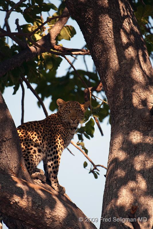 20090613_115217 D300 (1) X1.jpg - Leopards, in contradistinction to Cheetahs, are good climbers and spend some of their time in trees hiding or sleeping.